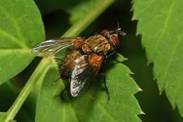 Allophorocera ferruginea (Meigen 1824)的圖片