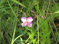 Imagem de Rhexia virginica L.