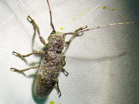 Image of Mesquite Girdler