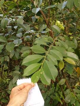 Image of Cleyera japonica var. morii (Yamamoto) Masam.