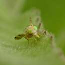 Image of Sourbush seed fly