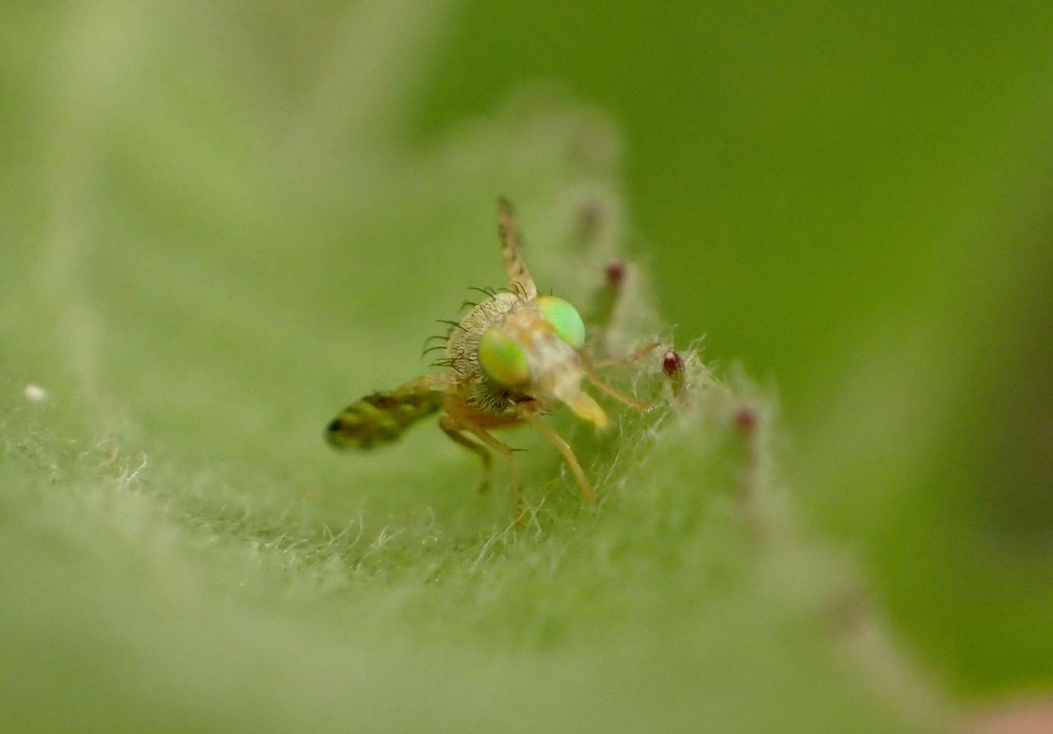 Image of Sourbush seed fly