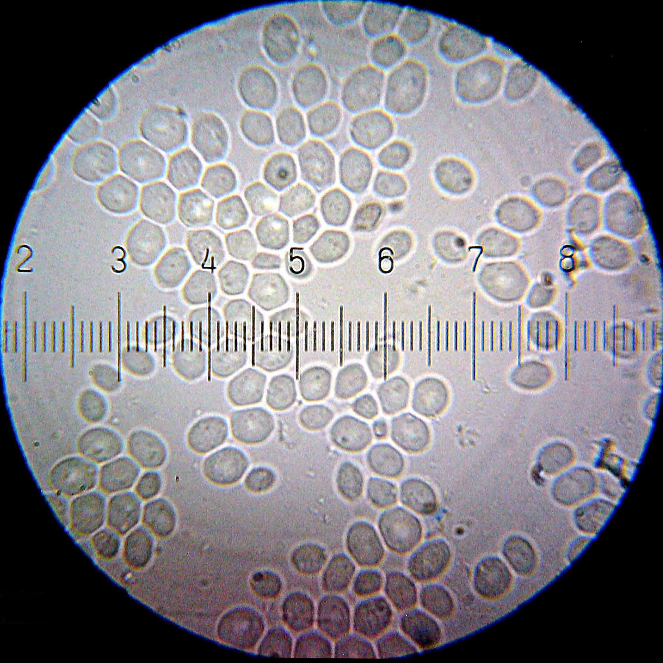 صورة Saccharomyces cerevisiae