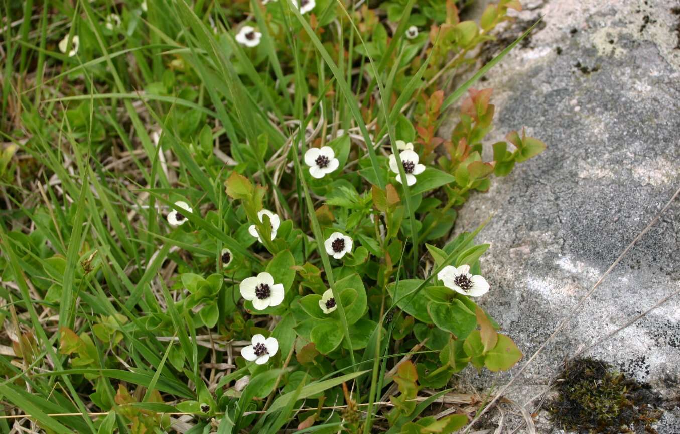 Image of Bunchberry