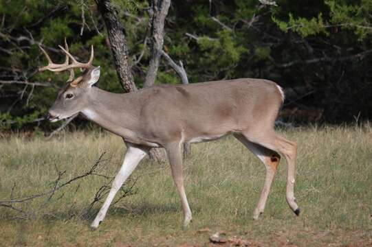 Image of Odocoileus virginianus texanus (Mearns 1898)