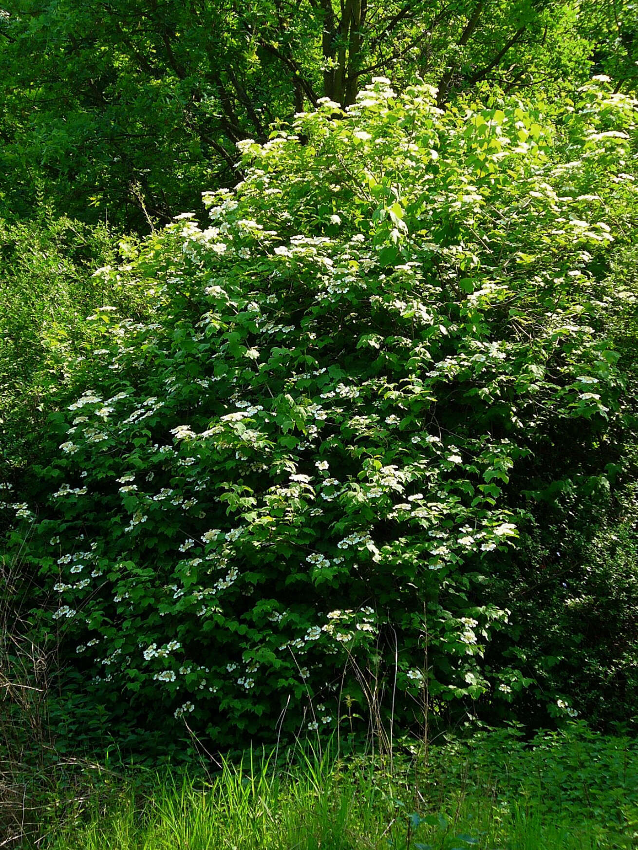 Image of Cranberry-tree