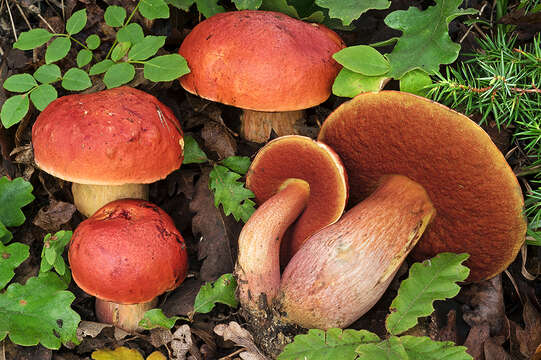 Image of Dupain's Bolete