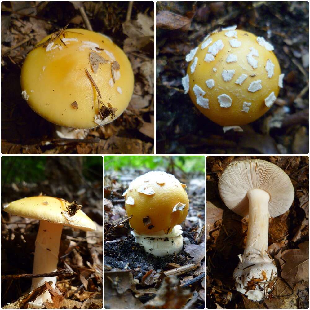 Image of gemmed Amanita