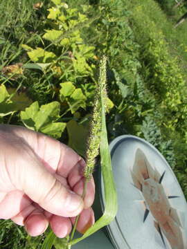 Plancia ëd <i>Setaria <i>verticillata</i></i> var. verticillata