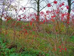 Image of Cranberry-tree