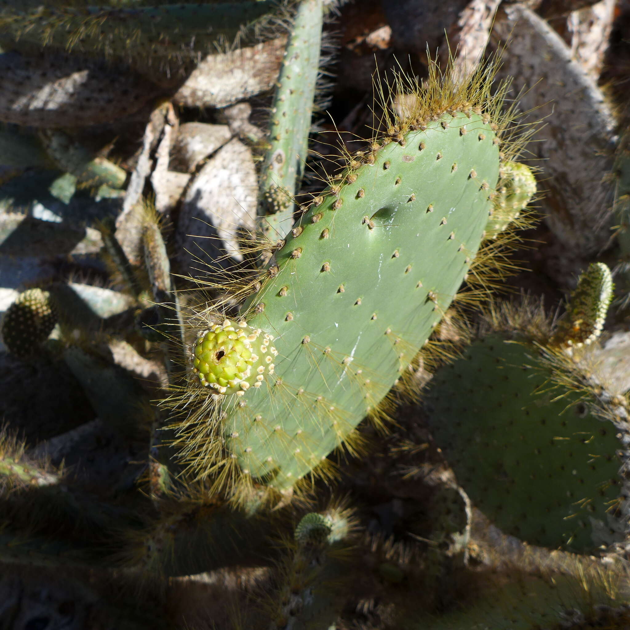 Image of Prickly pear