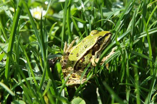 Image of Pelophylax esculentus