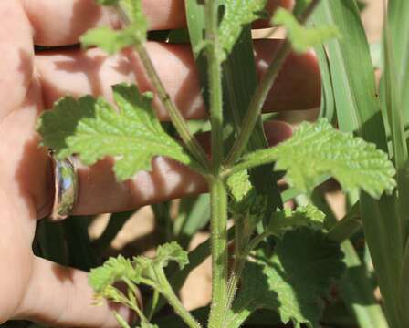 Image of fanleaf vervain