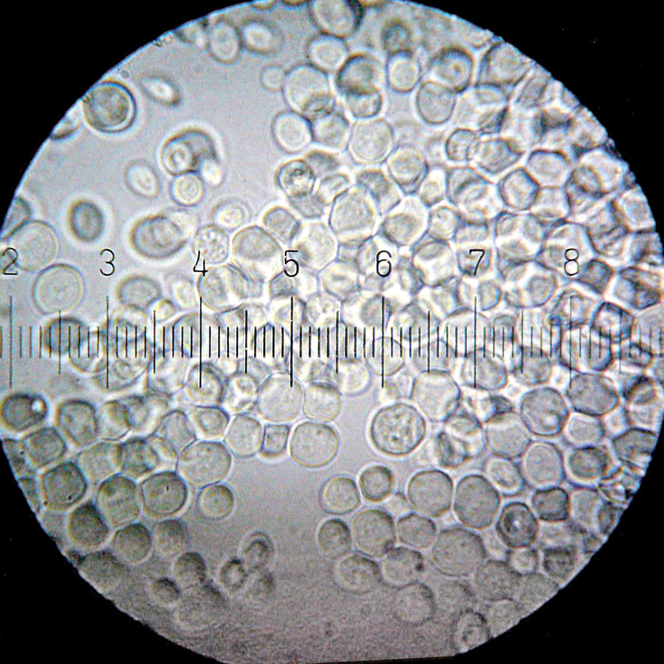 Imagem de Saccharomyces cerevisiae