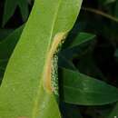 Phyllonorycter platani (Staudinger 1870) resmi