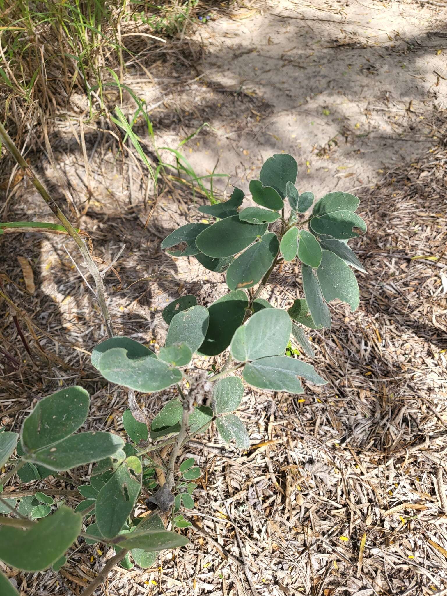 Senna durangensis (Rose) H. S. Irwin & Barneby resmi