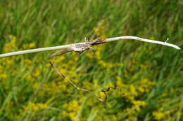 Image of Allium carinatum L.