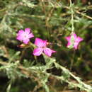 صورة Dianthus borbasii Vandas