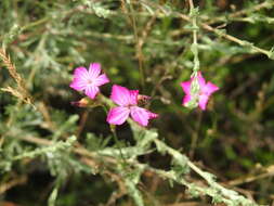 صورة Dianthus borbasii Vandas