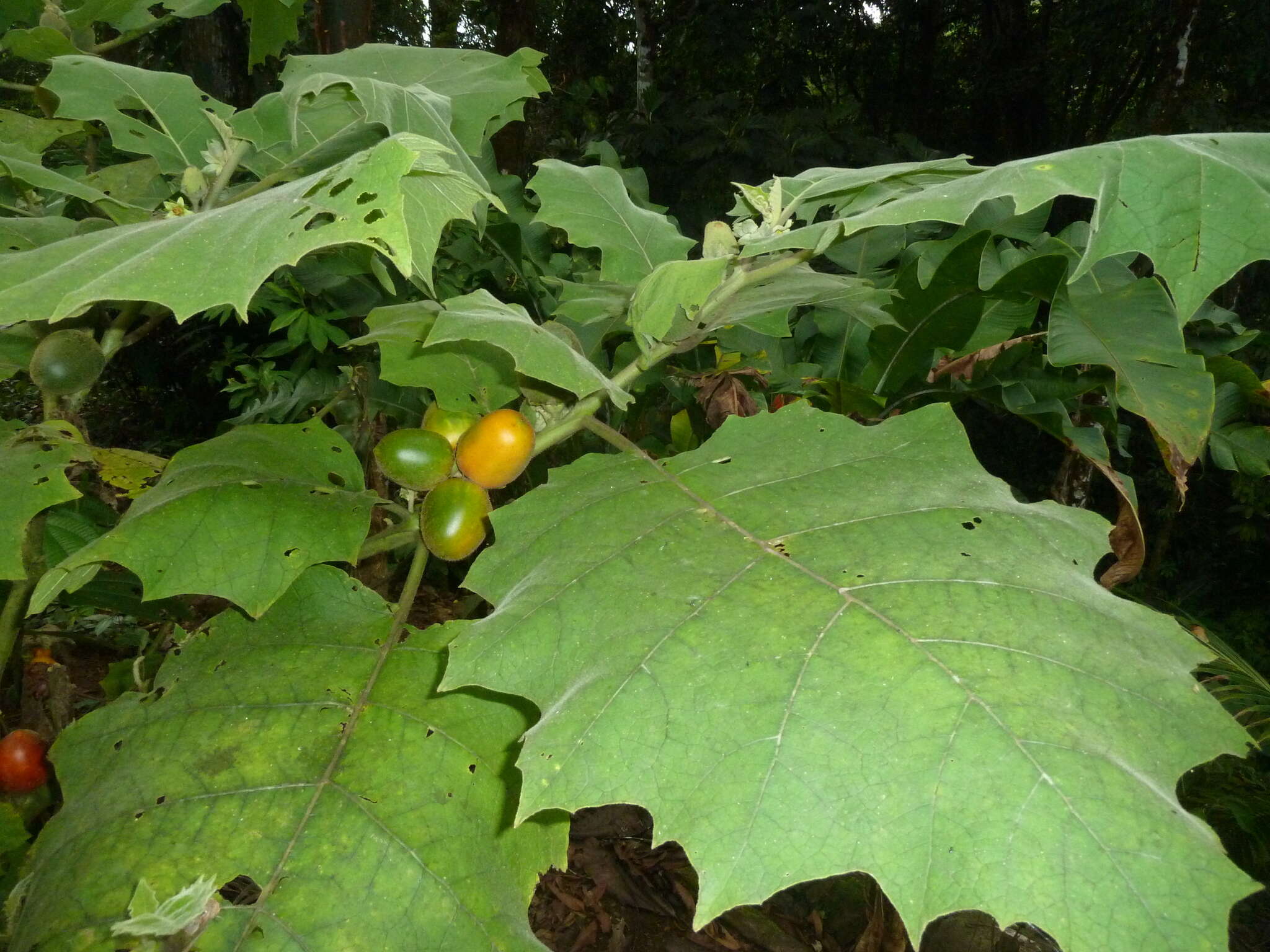 صورة Solanum sessiliflorum M. F. Dun.