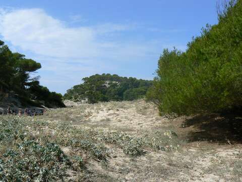 Image de Panicaut de mer