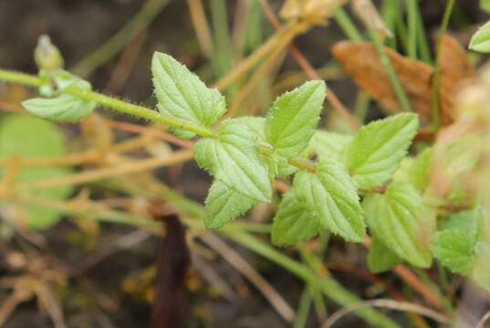 Image of Diascia barberae Hook. fil.