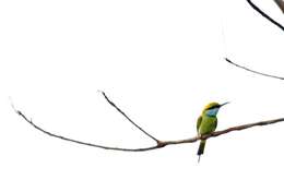 Image of Asian Green Bee-eater