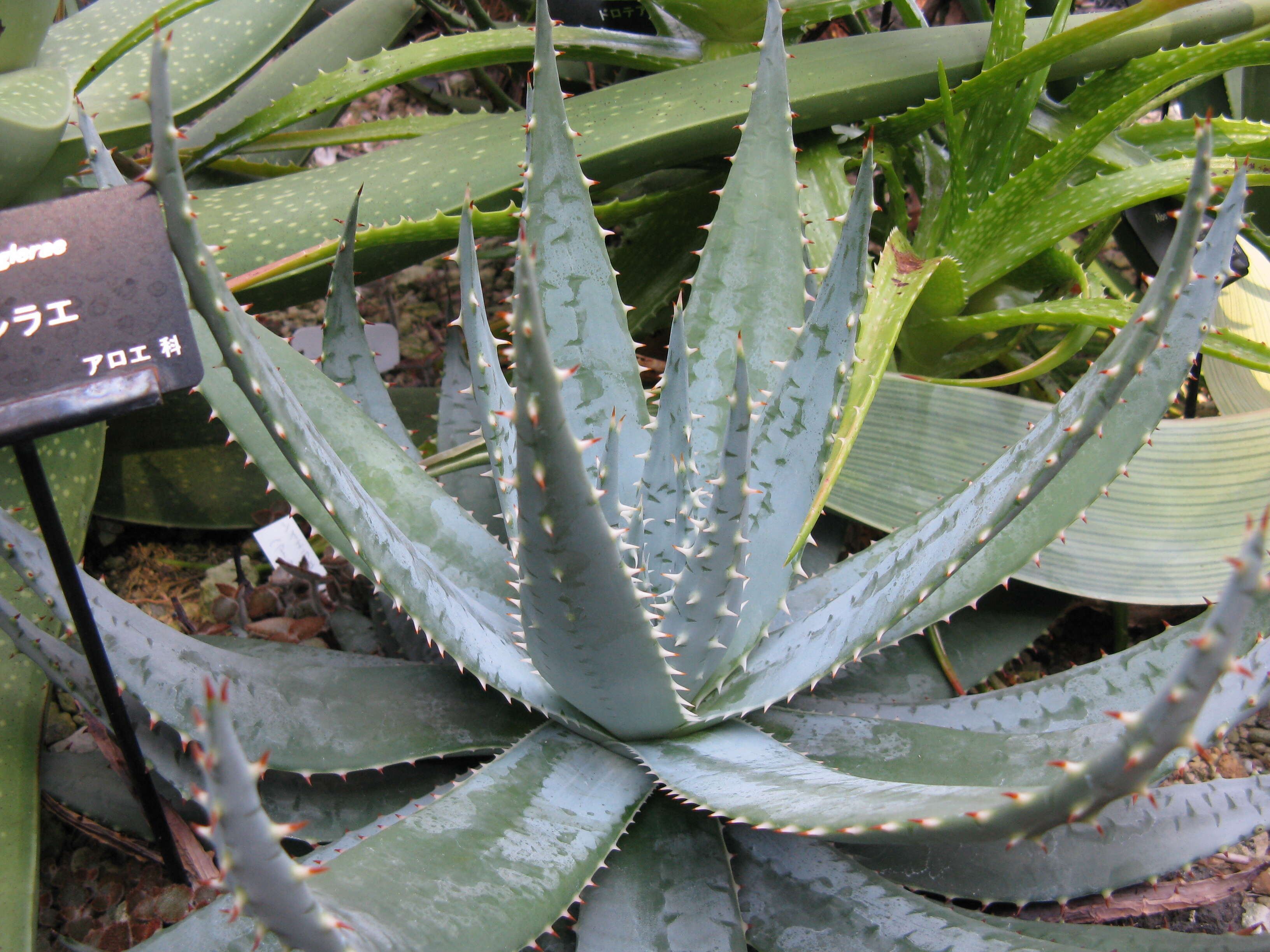 Image of Magalies aloe