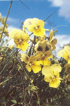 Image of Mountain Pansy