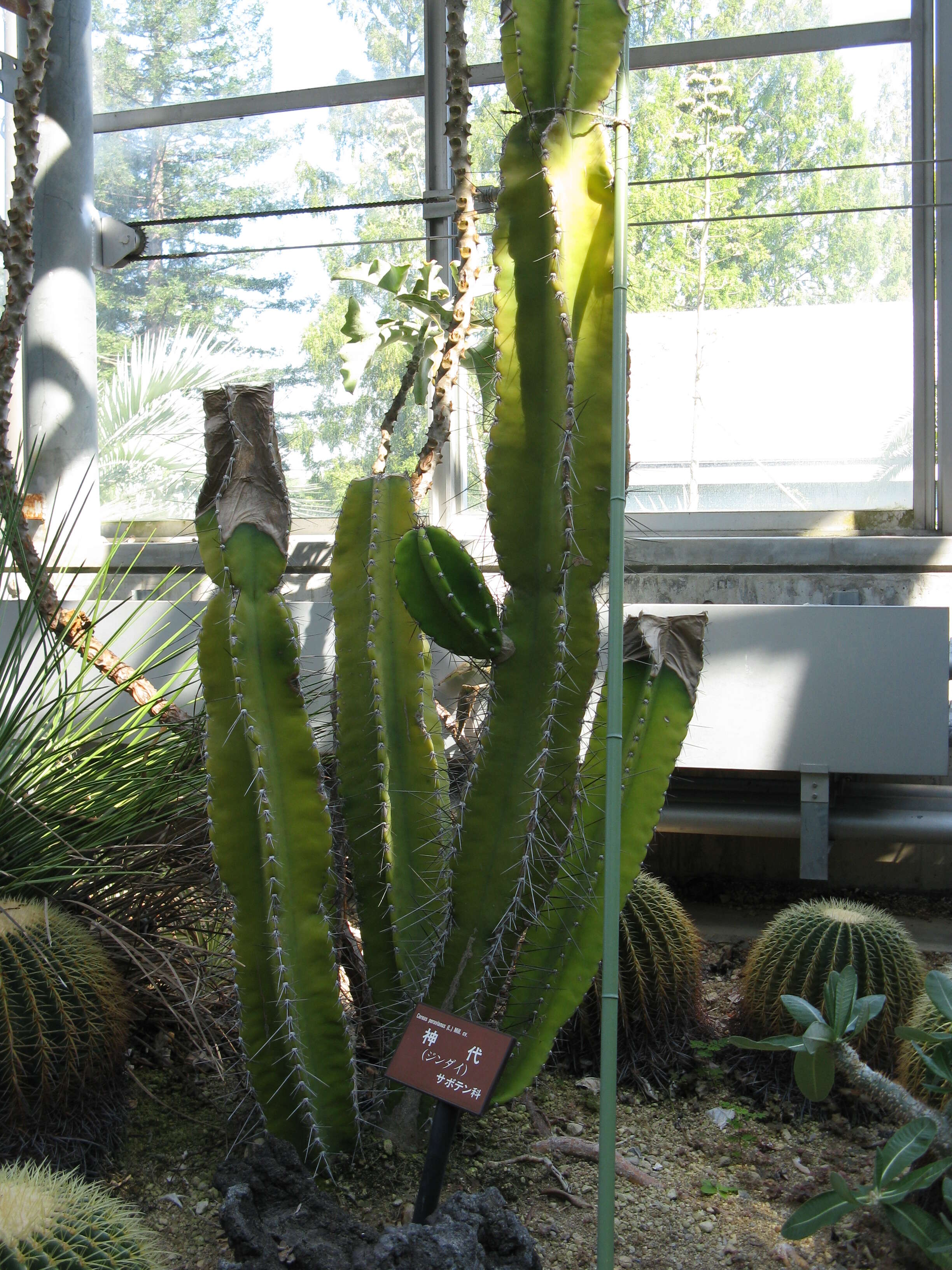 Cereus repandus (L.) Mill. resmi