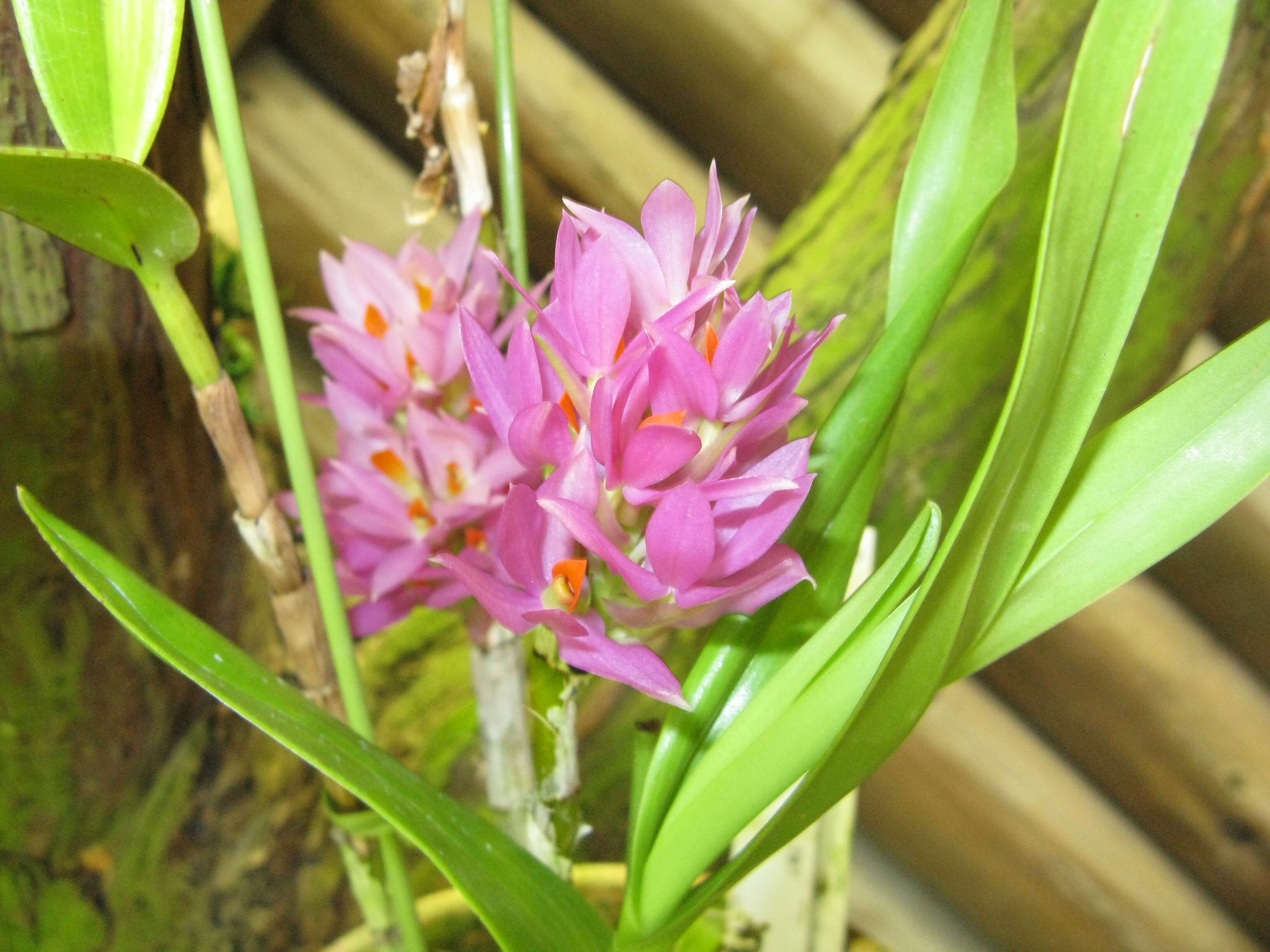 Слика од Dendrobium bracteosum Rchb. fil.