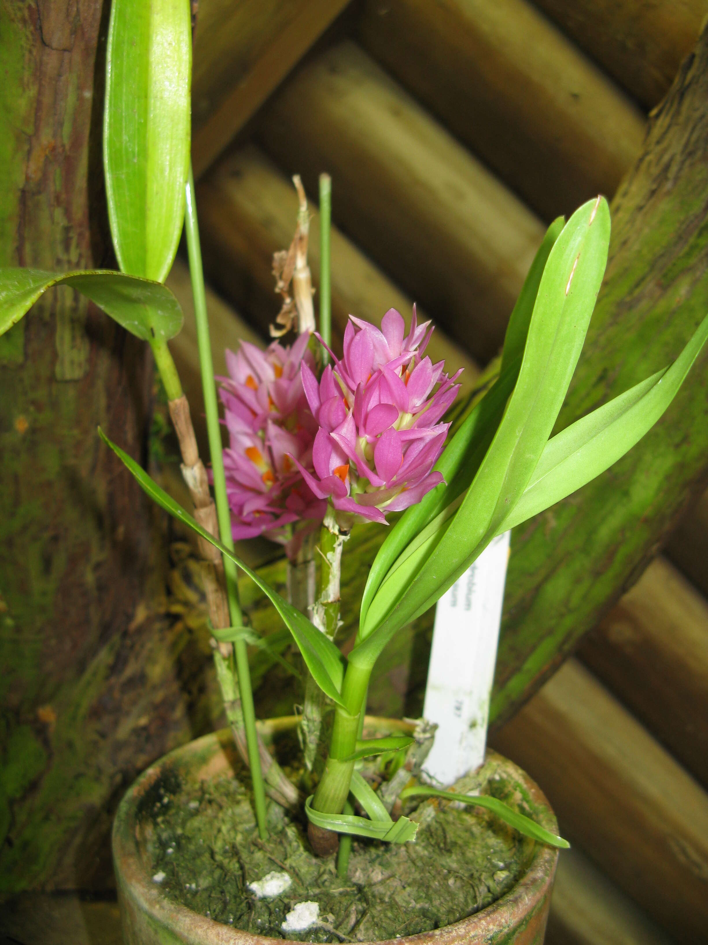 Слика од Dendrobium bracteosum Rchb. fil.