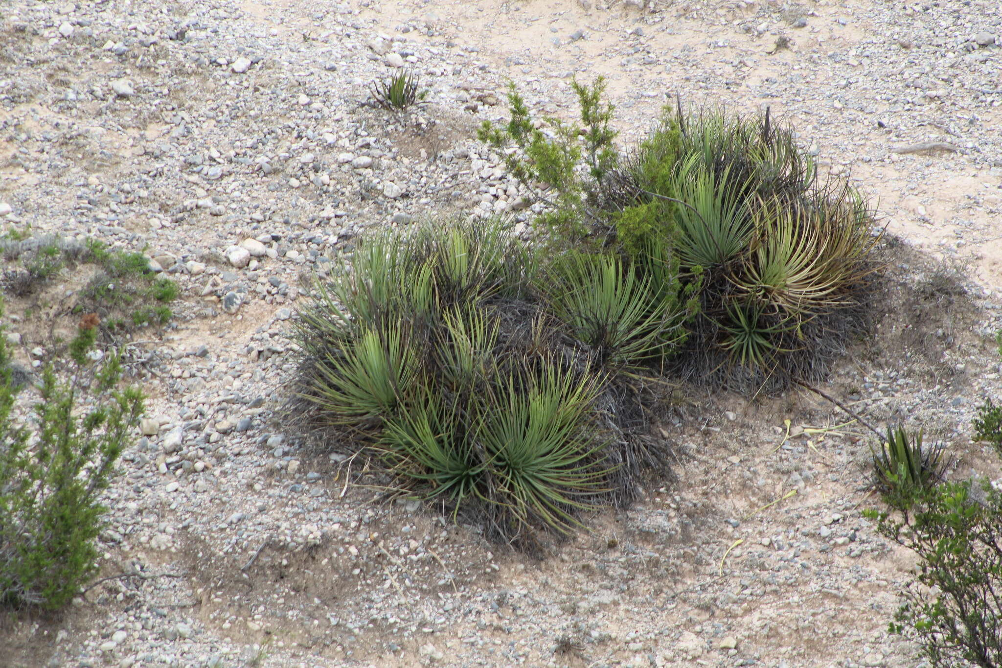 Agave striata subsp. falcata (Engelm.) Gentry resmi