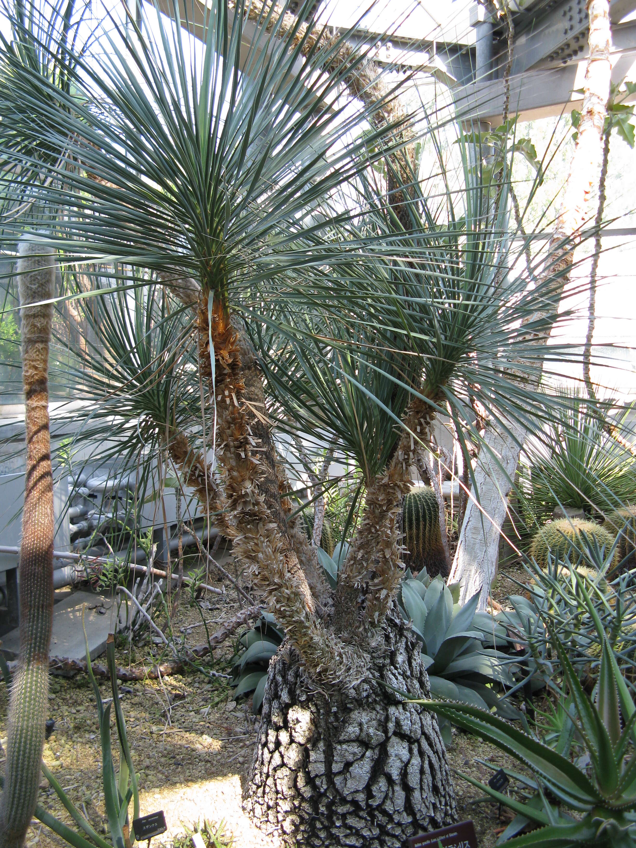 Image of Mexican Pony Tail Palm