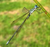 Imagem de Lestes virgatus (Burmeister 1839)