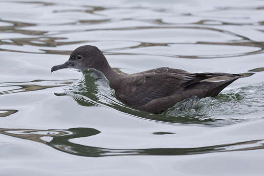 Image of Sooty Shearwater