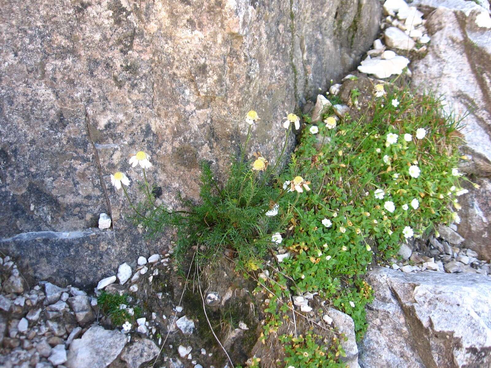 Image of Achillea oxyloba subsp. oxyloba