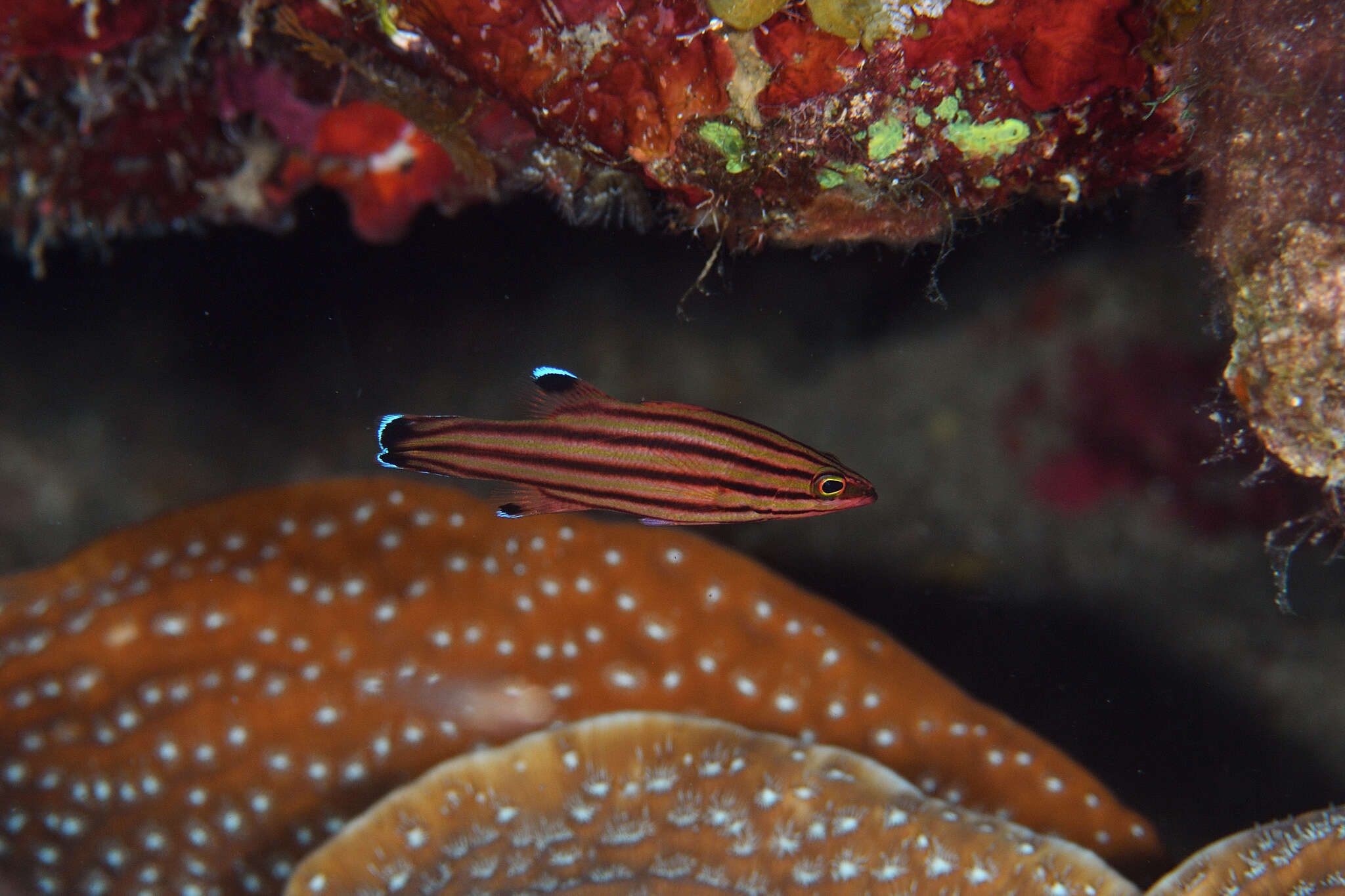 Image de Liopropoma rubre Poey 1861