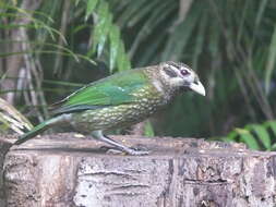 Image of Black-eared Catbird