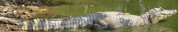 Image of Yacare caiman