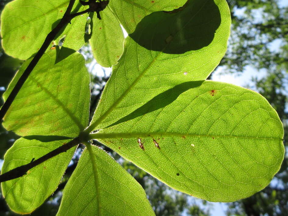 大字杜鵑的圖片