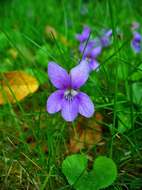 Image of sweet violet