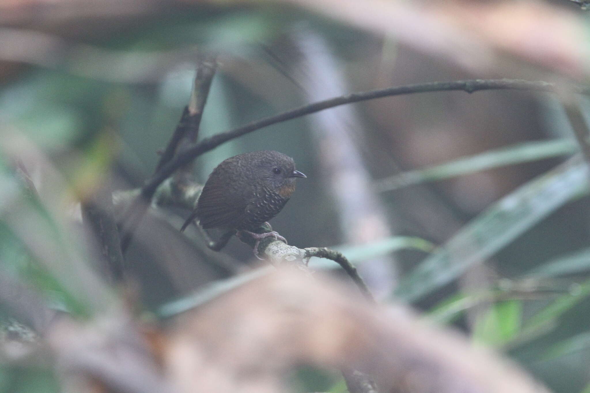 Image of Mishmi Wren-babbler