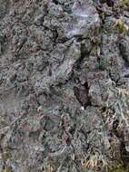 Image of spring biatora lichen