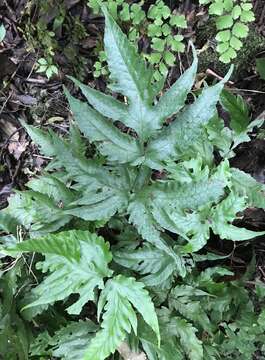 Image of Broad Halberd Fern