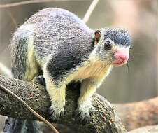 Image of Grizzled Giant Squirrel