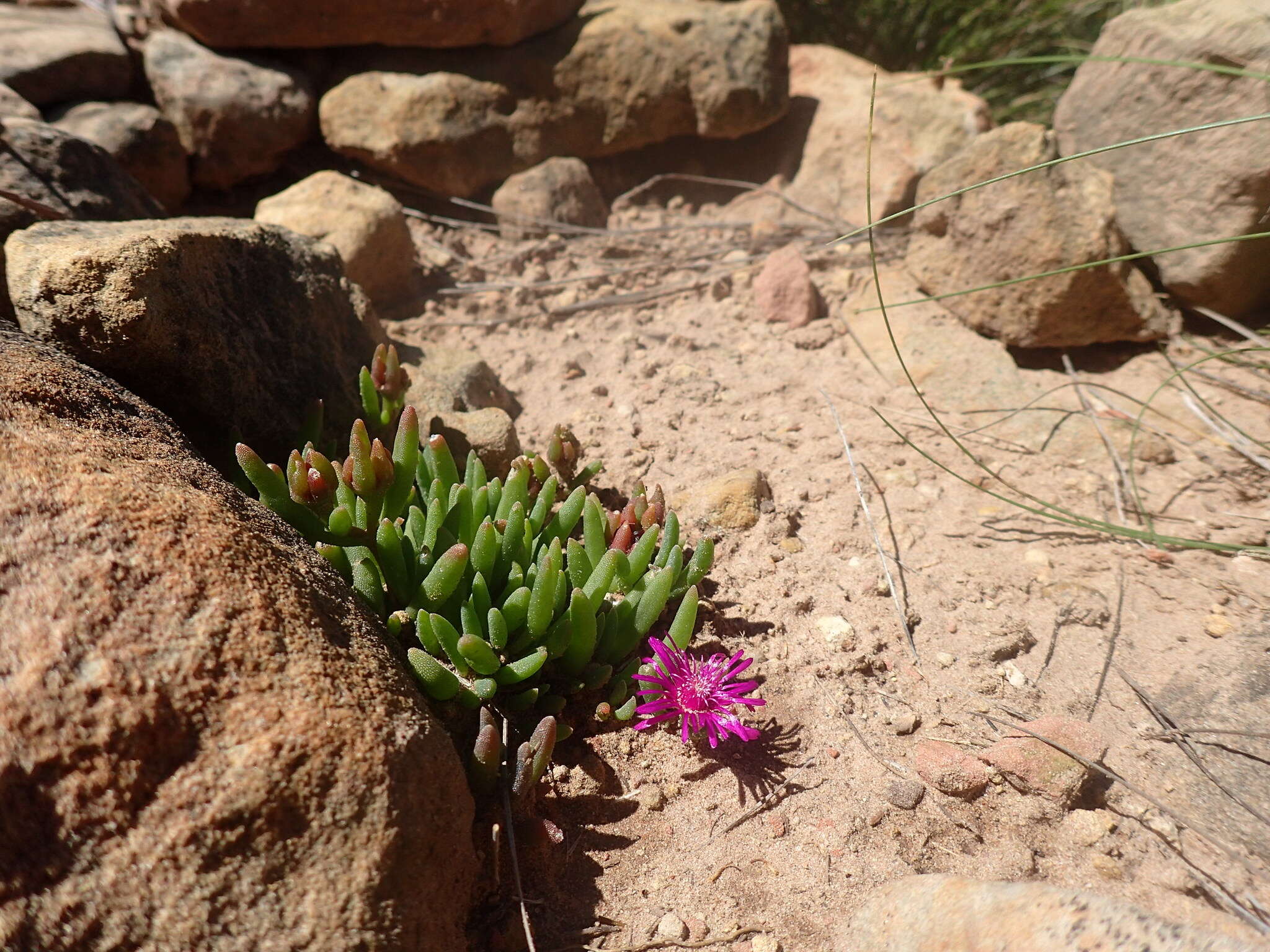 Image of Delosperma obtusum L. Bol.