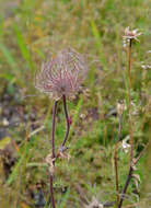 Image of old man's whiskers