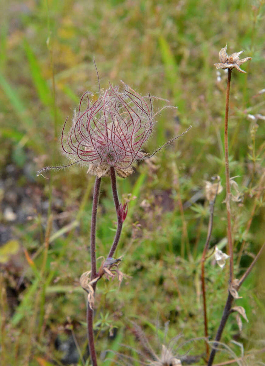 Image of old man's whiskers