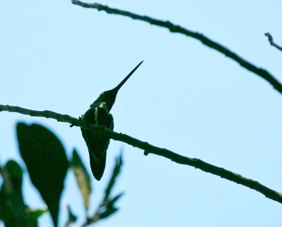 Image of Stripe-breasted Starthroat